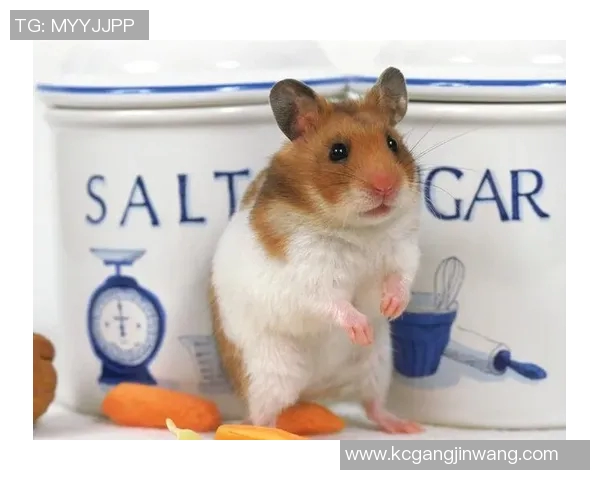 足球明星与金丝熊的奇妙邂逅揭示了动物保护的重要性与明星责任